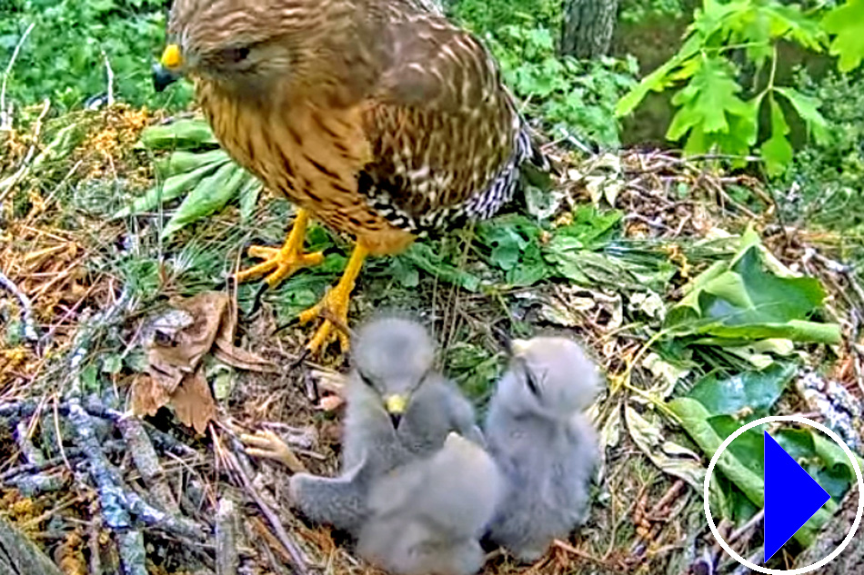 red shouldered hawk and chicks