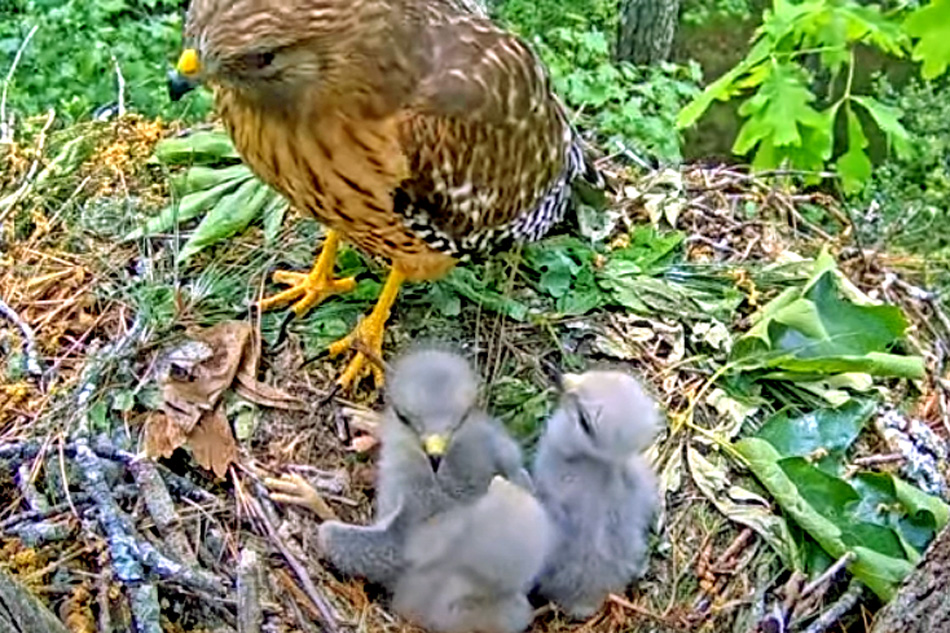 red shouldered hawk and chicks