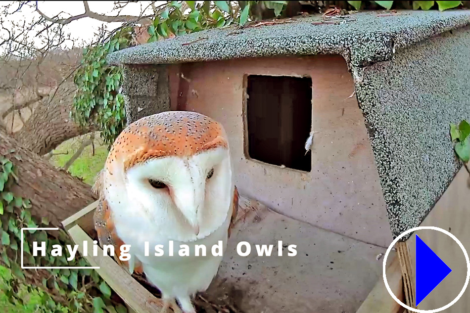 barn owl on hayling island