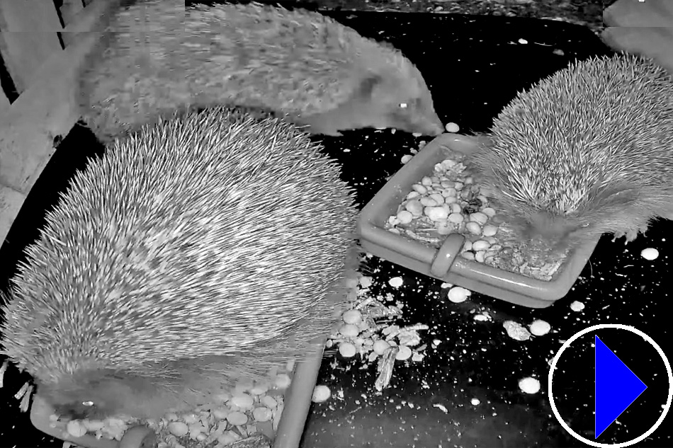 hedgehogs in germany at night