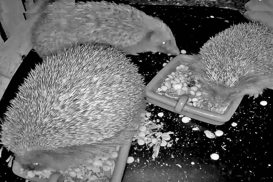 hedgehogs in germany at night