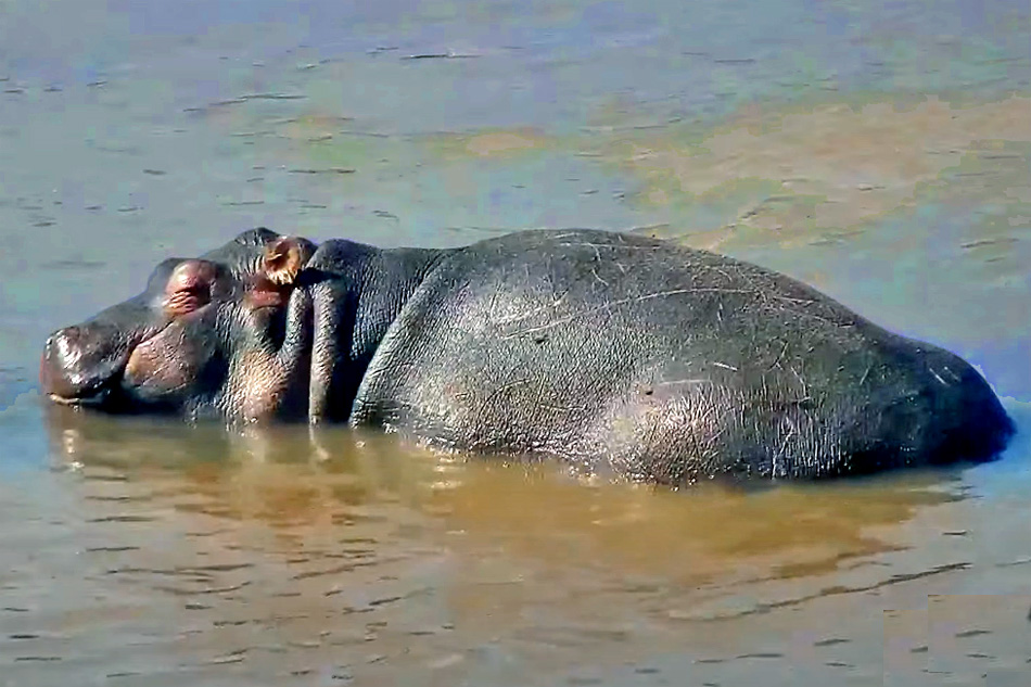 hippo at mpala ranch kenya