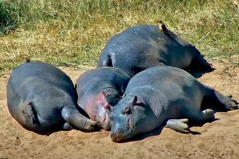 hippos at mpala ranch in kenya