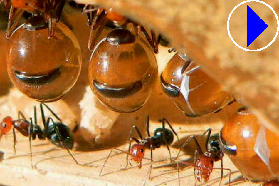Honeypot Ants' Honey Can Kill Pathogenic Bacteria But Leave Others
