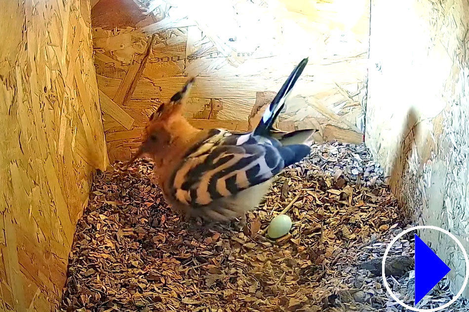 hoopoe in a nest box