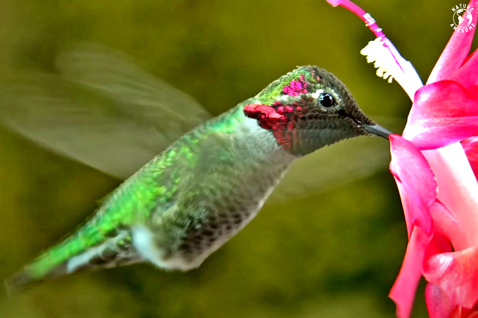 hummingbird and flower