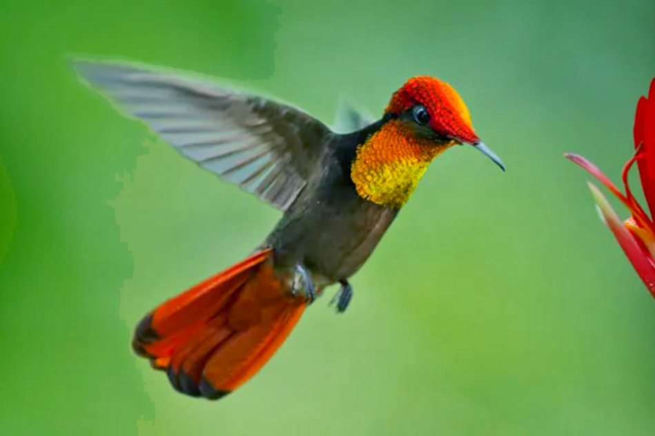 hummingbird in trinidad and tobago
