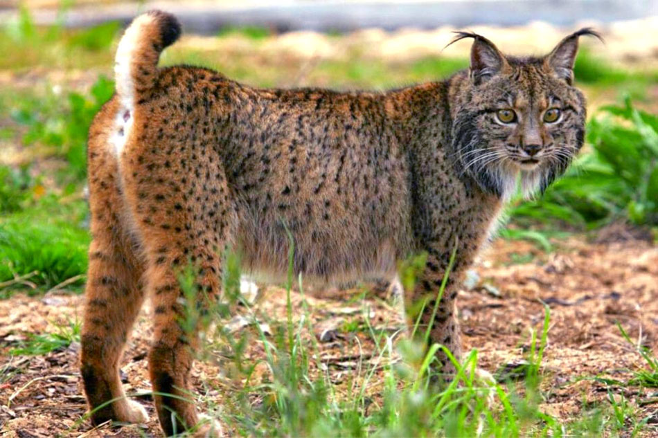 iberian lynx