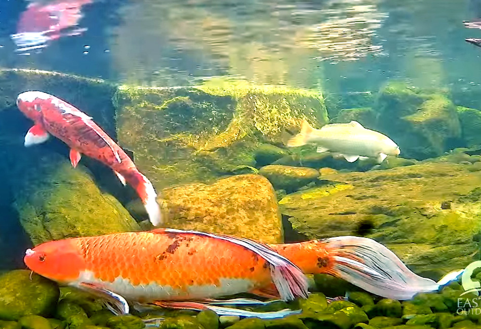 koi pond in virginia