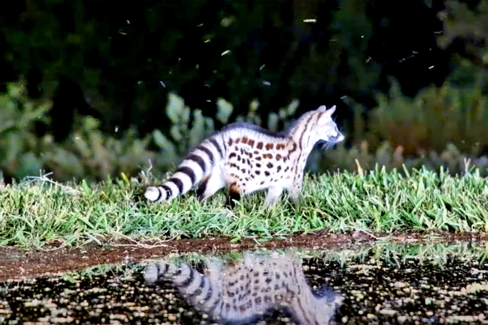 waterhole at lentorre lodge kenya