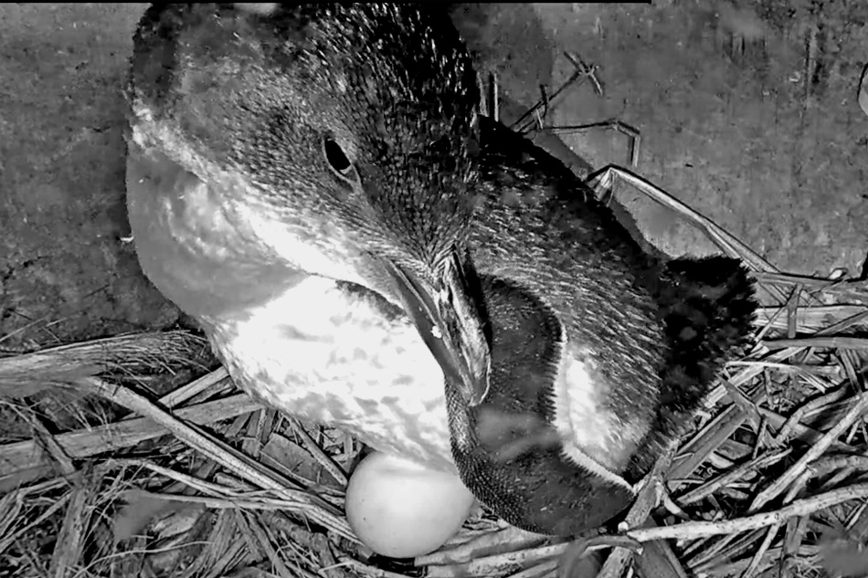 little penguin nest