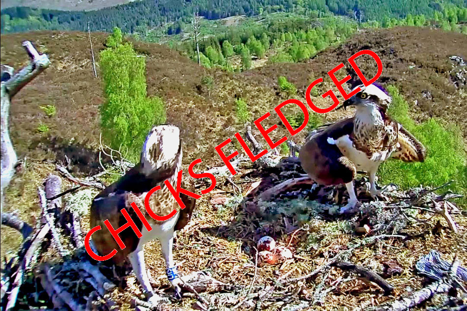 osprey webcams uk