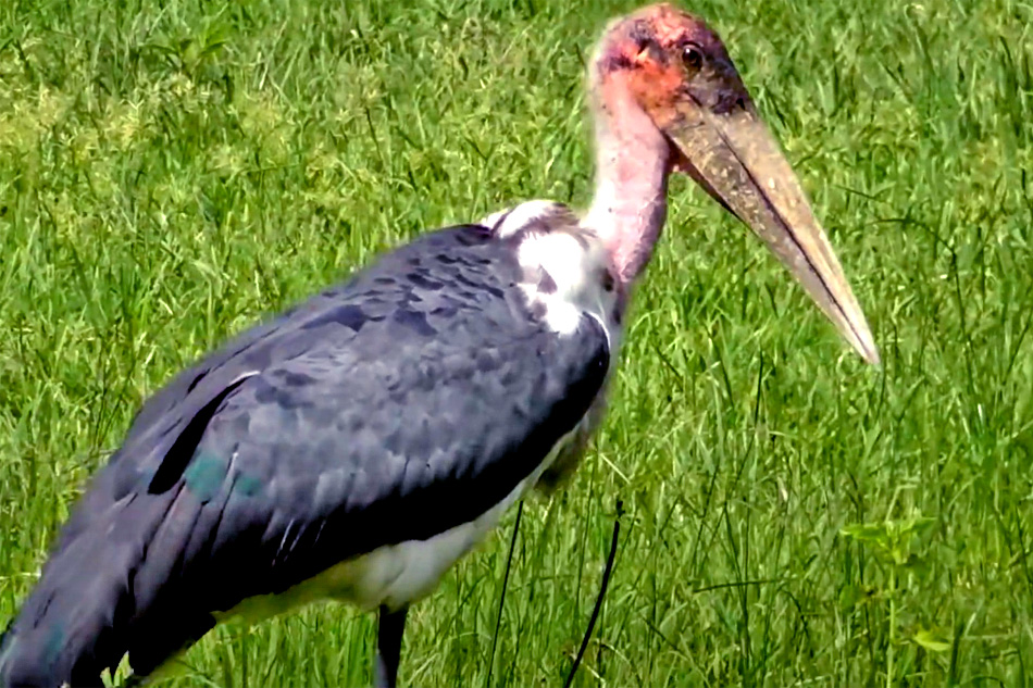 black stork in estonia