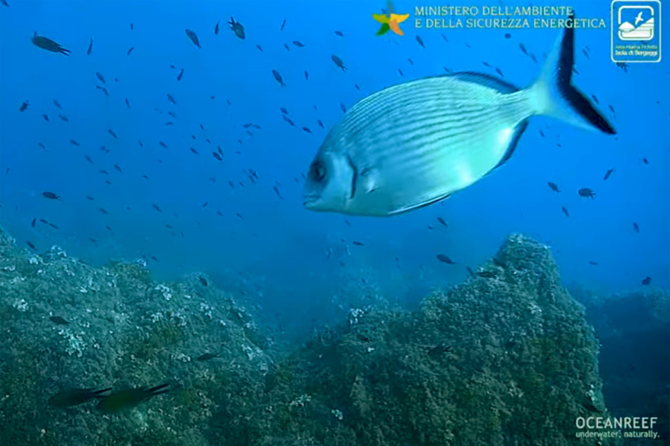 marine life at bergeggi island