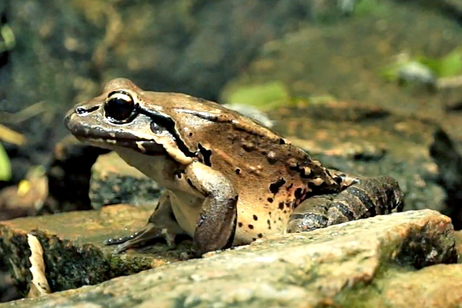 mountain chicken frog