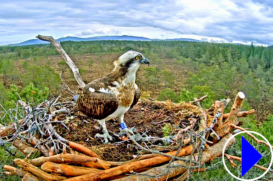 osprey at loch garten