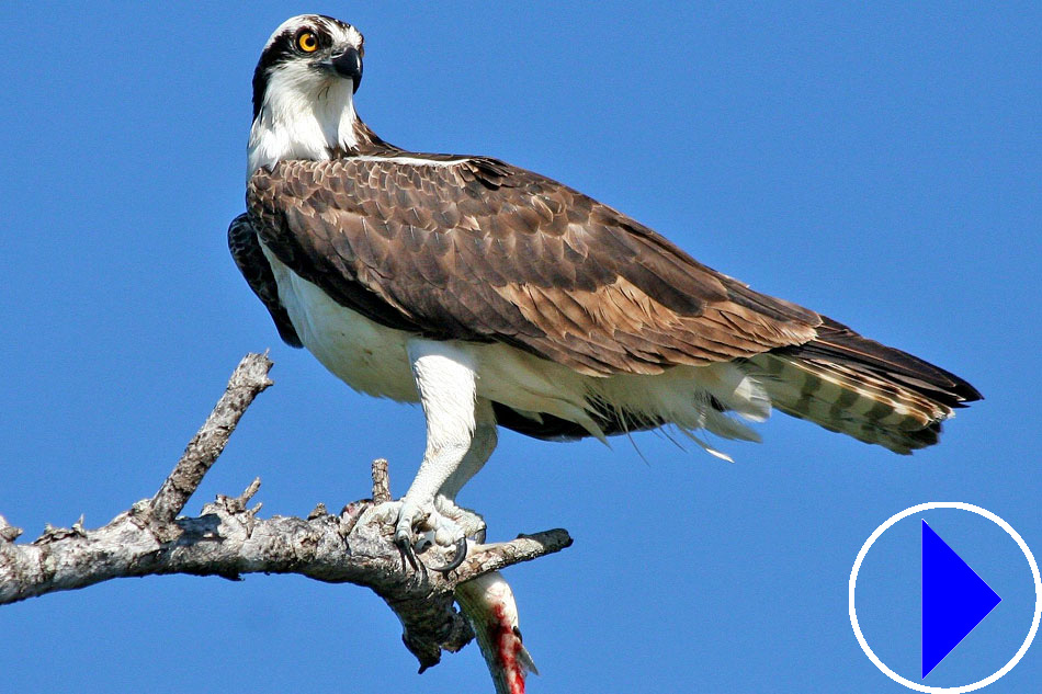 osprey sitting on a branch