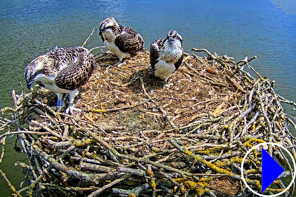 ospreys at rutland water