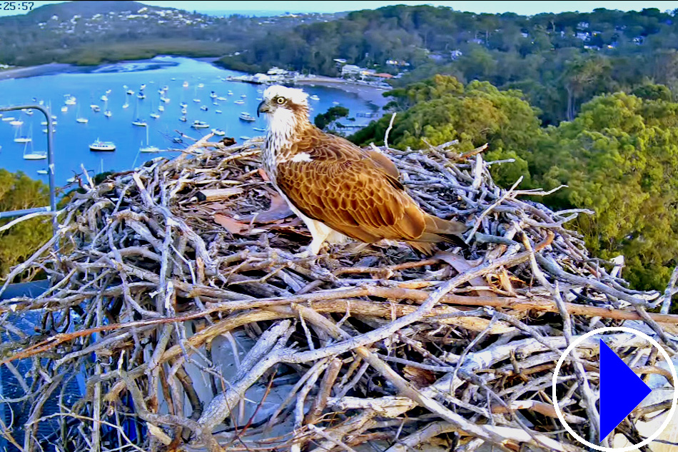 osprey nest in northern sydney