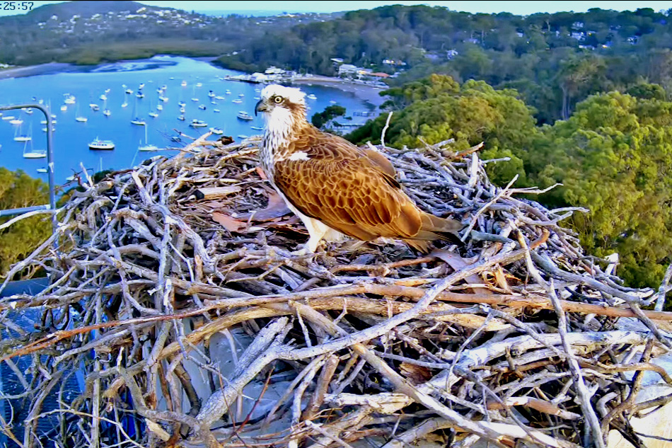 osprey nest in northern sydney