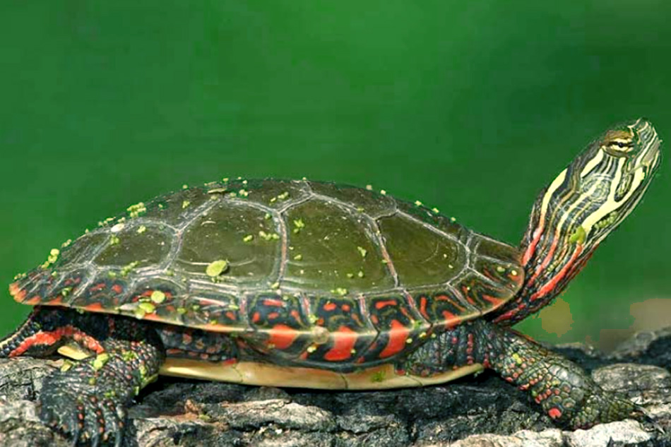 painted turtle