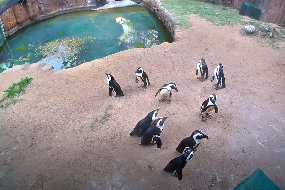 penguins at honolulu zoo