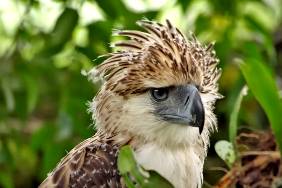 philippine eagle