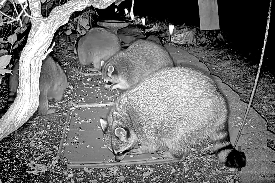 raccoons in a garden in illinois