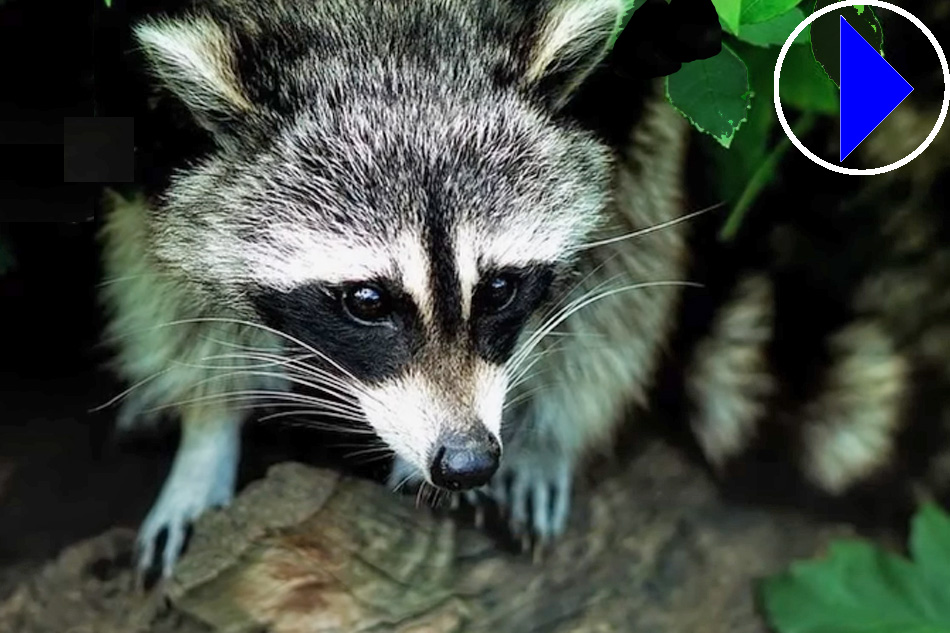 raccoon at night