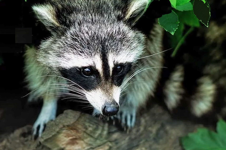 racoon at night