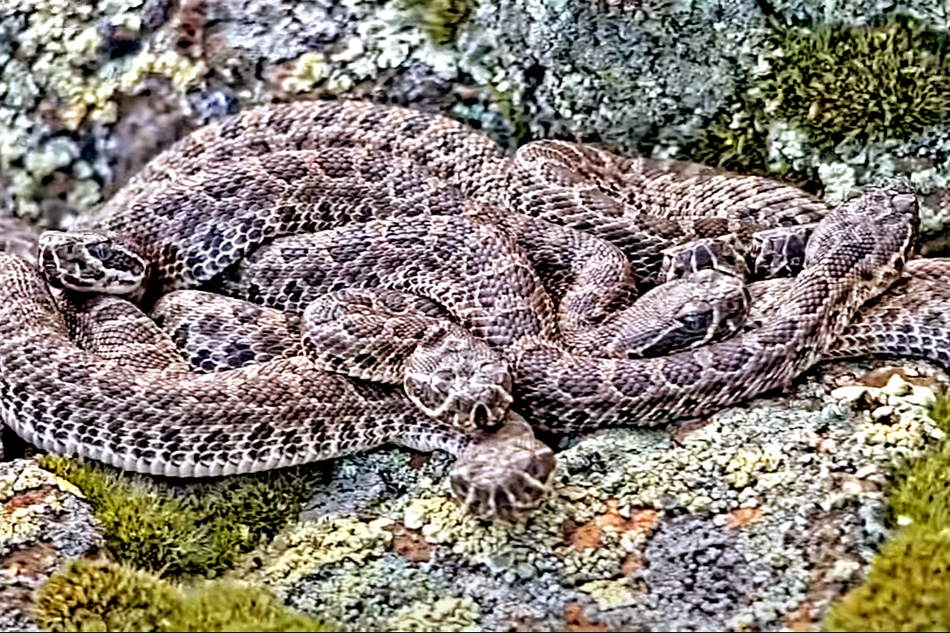 rattlesnake rookery in colorado