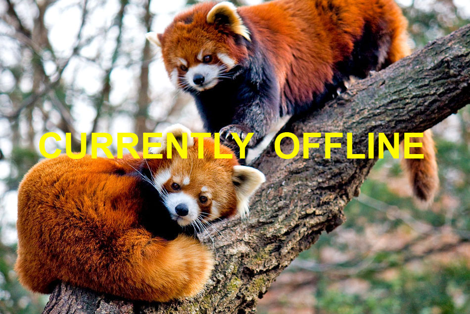 Live Streaming Webcam | Red Pandas |Trevor Zoo | New York