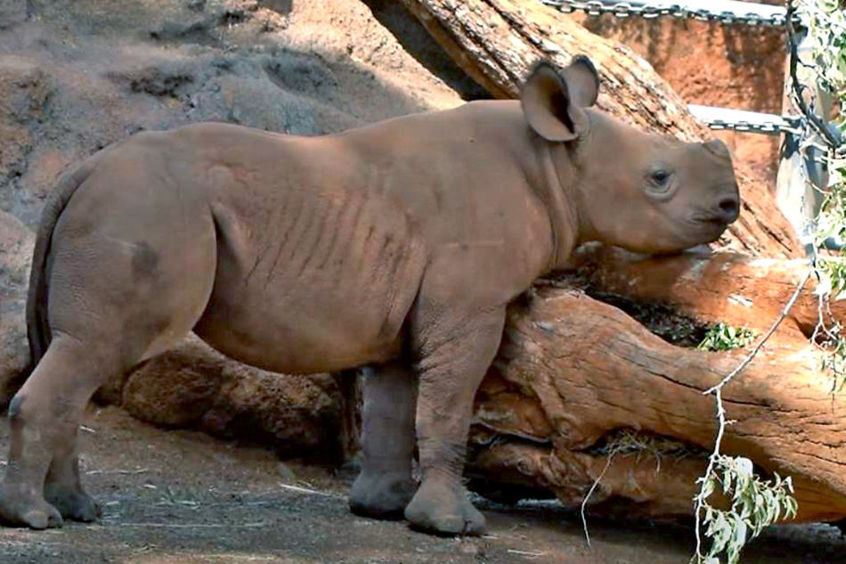 young rhino at honolulu zoo