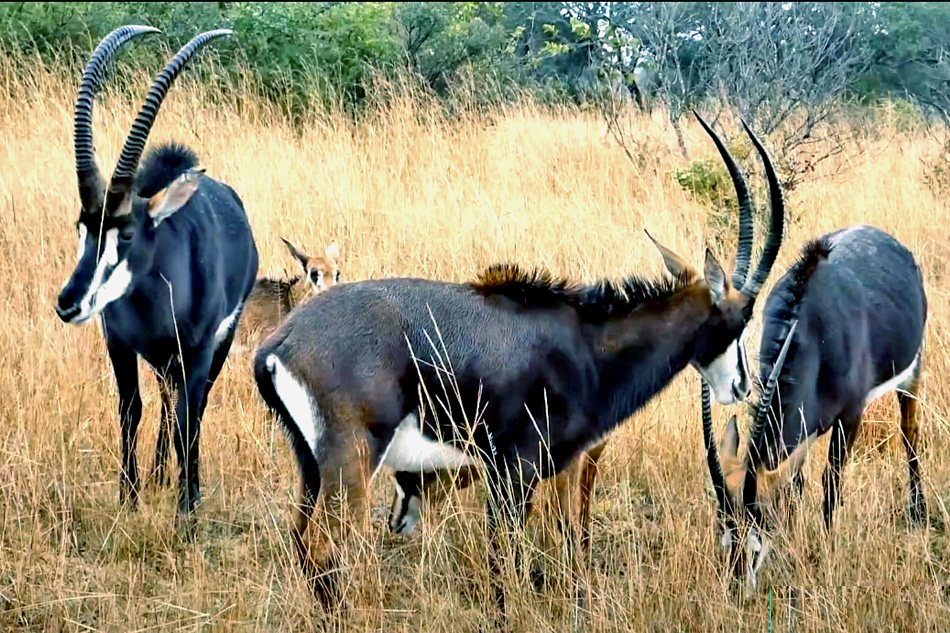 sable in zimbabwe