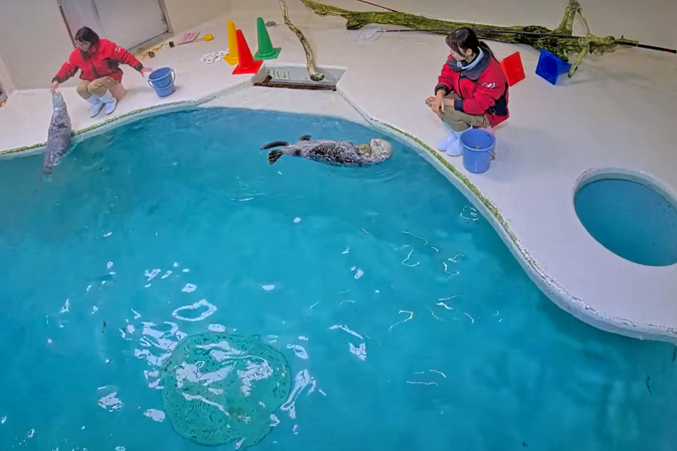 sea otters at toba aquarium