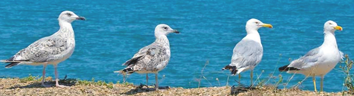 seabird banner