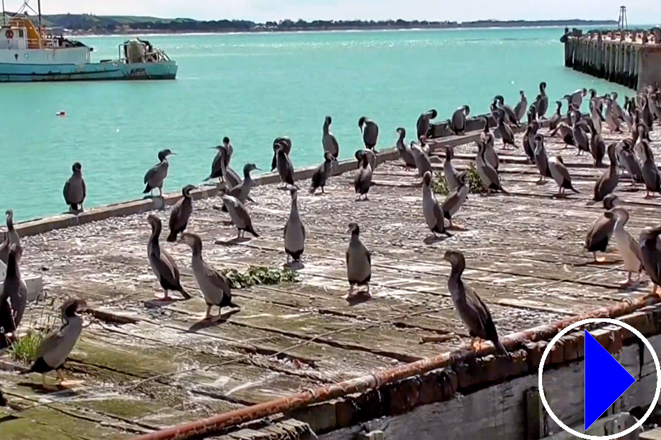 shag colony oamaru