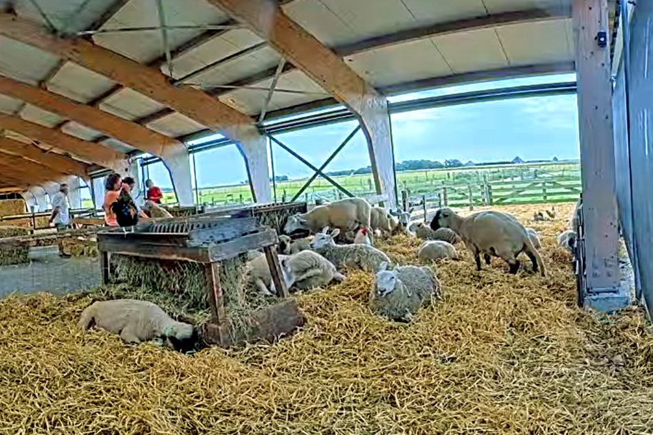 sheep in a barn in texel