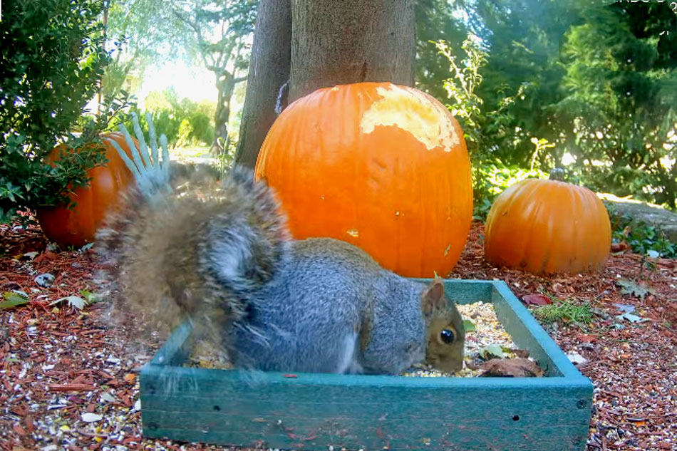 Live Streaming cams Squirrels In the Wild