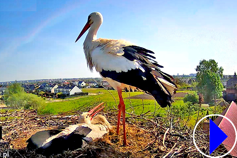 stork nest in szczecin in poland