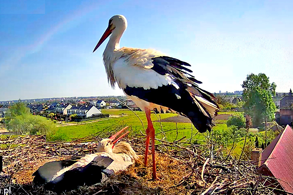nesting storks in szczecin in poland