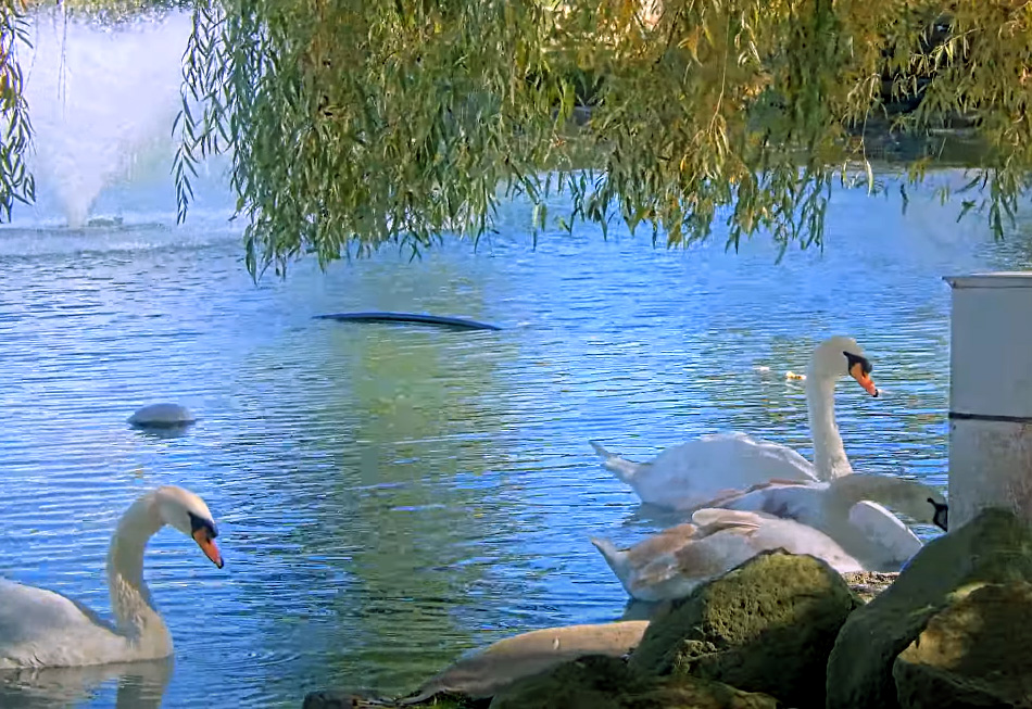 swans in ohio