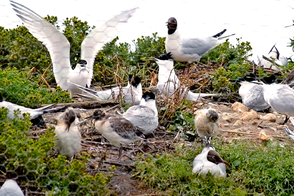 terns at brownsea island