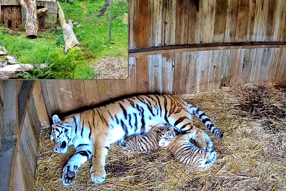 tiger and cubs at nordens ark