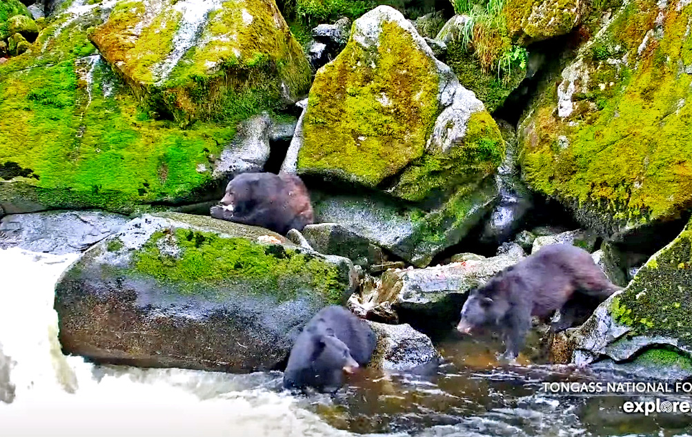 bears in tongass national forest