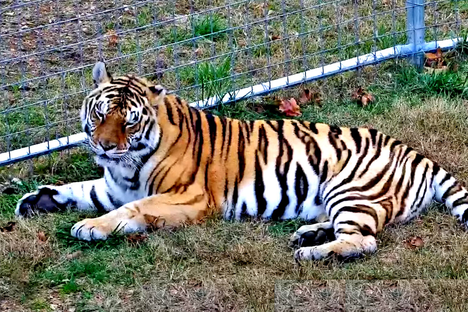 jasmine the tiger at turpentine creek