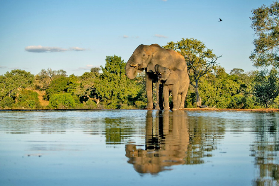 waterhole at kings camp in south africa