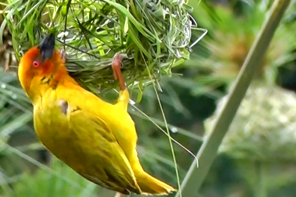 weaver bird