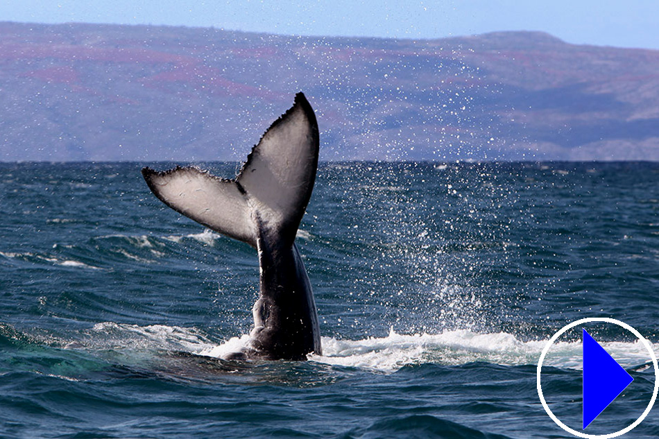 whale sanctuary hawaii