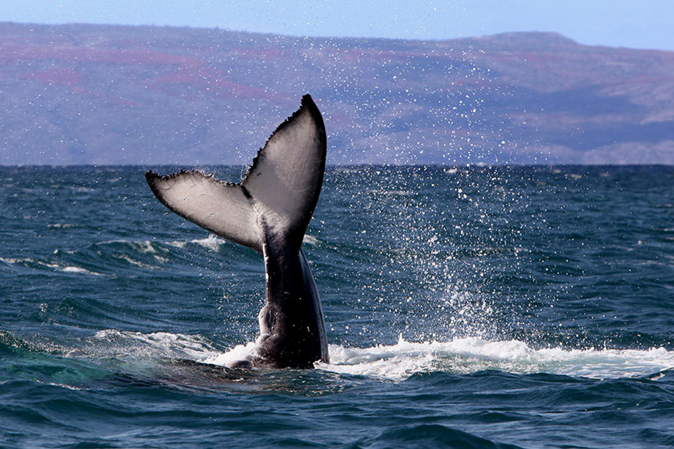 whale in hawaii